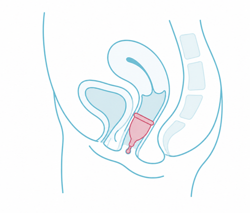 Diagram showing correct period cup placement sitting lower in the vaginal canal than a tampon